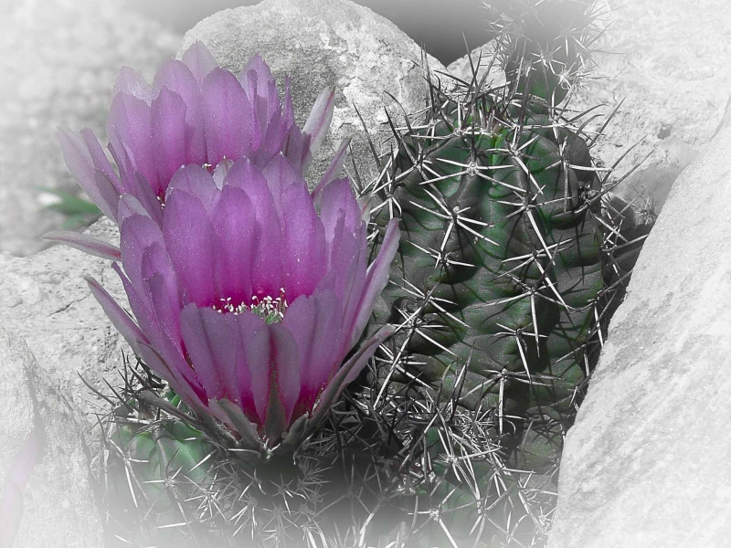 Cactus-Flower