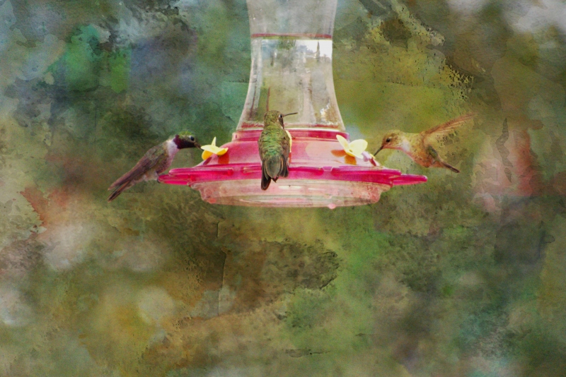 Hummingbird-Gathering