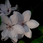 Climatis-with-Waterdrops