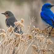Mountain Blue Bird Pair